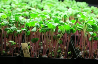 Microgreen: rentabilité et conseils pratiques aux agriculteurs Микрозелень
