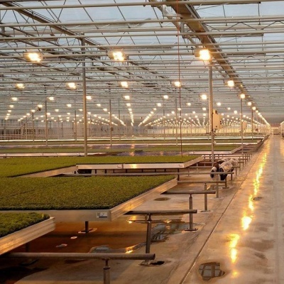 Microgreen: rentabilité et conseils pratiques aux agriculteurs Микрозелень