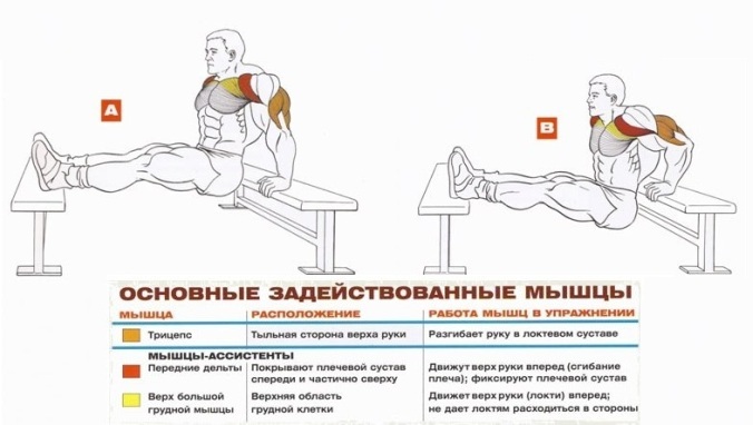 Pushups du banc - Exercices pour construire des triceps puissants Отжимания от скамьи - Упражнения для трицепсов