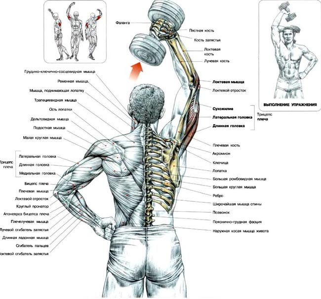 Étendre les mains avec un haltère derrière la tête - Exercices pour la construction de triceps puissants Разгибание рук с гантелью из-за головы - Упражнения для трицепсов