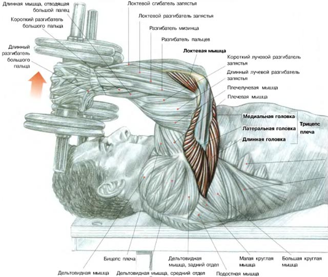 Allonger les bras avec les haltères à plat - Exercices pour la construction de triceps puissants Разгибание рук с гантелями лежа - Упражнения для трицепсов