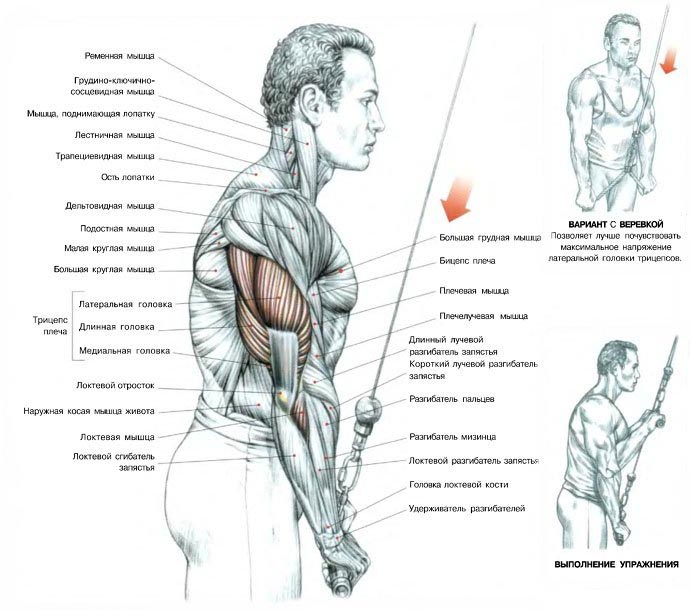 Allonger les bras sur le bloc supérieur en position debout - Exercices pour la construction de triceps puissants Разгибание рук на верхнем блоке стоя - Упражнения для трицепсов