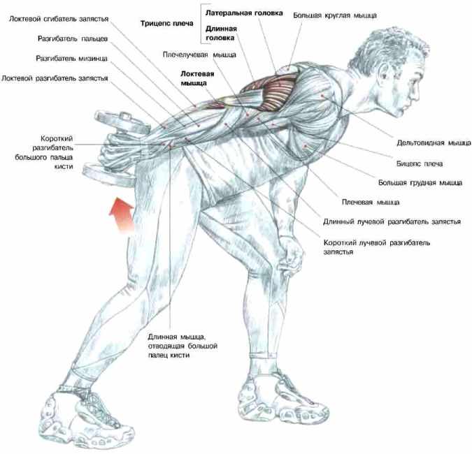 Extension du bras avec un haltère dans la pente - Exercices pour la construction de triceps puissants Разгибание руки с гантелью в наклоне - Упражнения для трицепсов