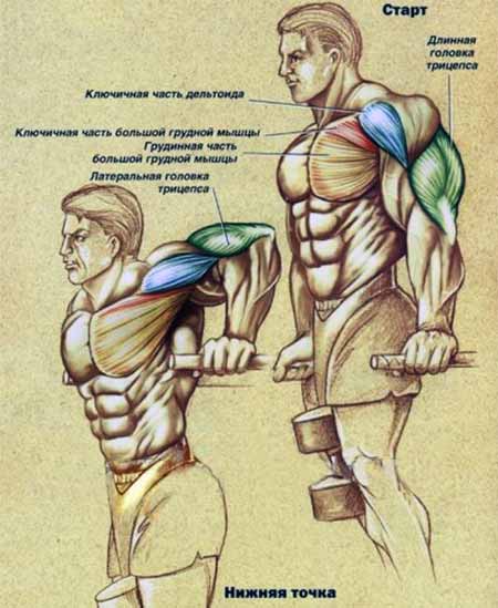 Push Ups - Debout pour la construction de triceps puissants Отжимания на брусьях - Упражнения для трицепсов