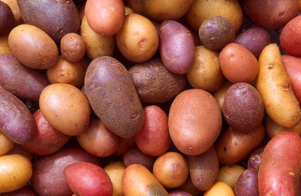 Pommes de terre - Voici l'histoire de chaque légume sur votre table. Vous ne croirez pas où les concombres! Картофель - История каждого овоща