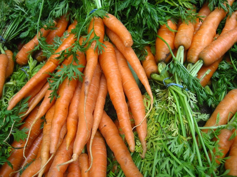 Carottes - Voici l'histoire de chaque légume sur votre table. Vous ne croirez pas où les concombres! Морковь - История каждого овоща