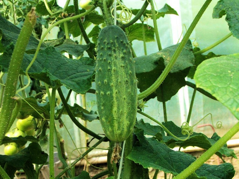 Concombres - Voici l’histoire de chaque légume sur votre table. Vous ne croirez pas où les concombres! Огурцы - История каждого овоща