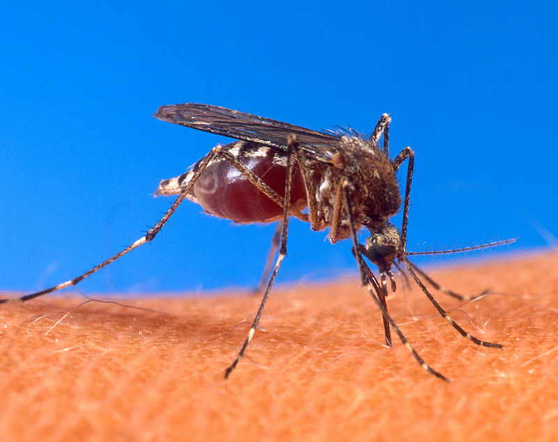 Mosquito - Comment reconnaître exactement quel insecte vous a mordu Комар - Чей это укус?
