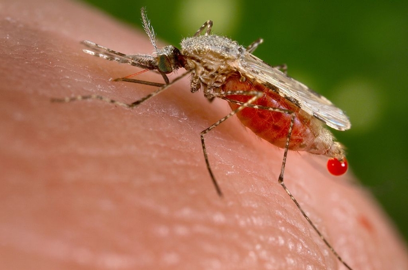 Mosquito - Comment reconnaître exactement quel insecte vous a mordu Комар - Чей это укус?