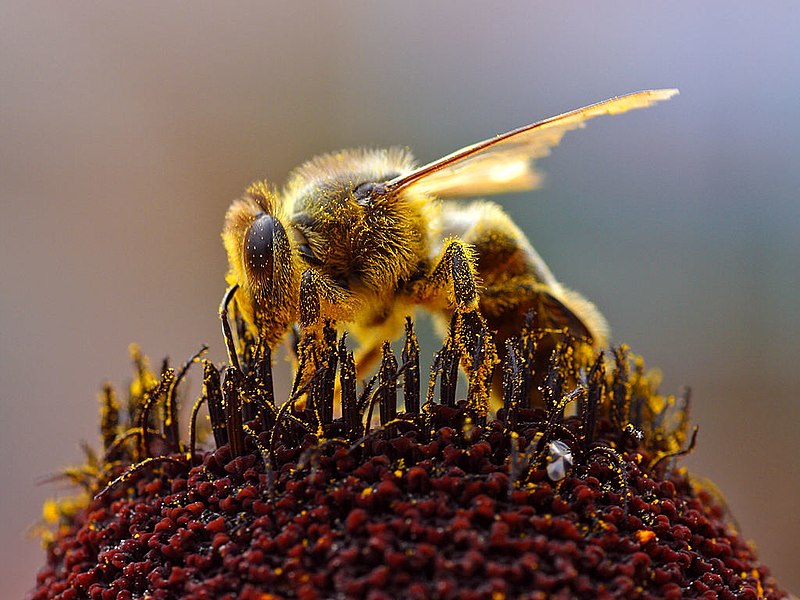 Abeille - Comment reconnaître exactement quel insecte vous a mordu Пчела - Чей это укус?
