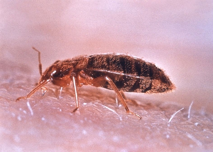 Punaise de lit - Comment reconnaître exactement quel insecte vous a mordu Клоп - Чей это укус?