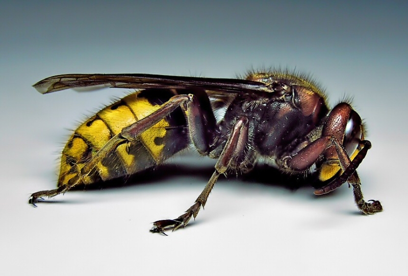 Hornet - Comment reconnaître exactement quel insecte vous a mordu Шершень - Чей это укус?