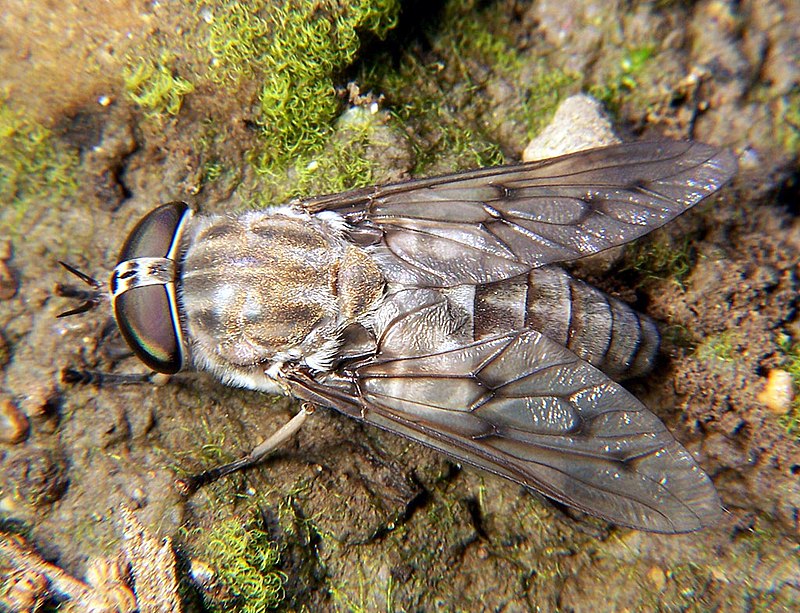 Gadfly - Comment reconnaître exactement quel insecte vous a mordu Слепень - Чей это укус?