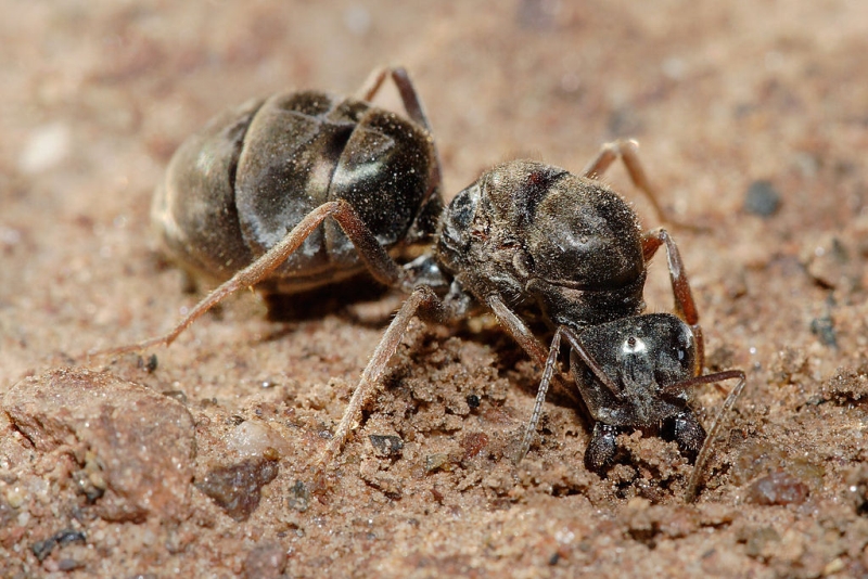 Ant - Comment reconnaître exactement quel insecte vous a mordu Муравей - Чей это укус?