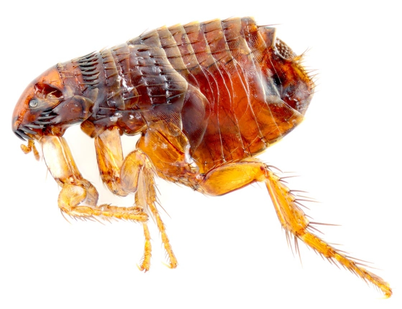 Les puces - Comment reconnaître exactement quel insecte vous a mordu Блохи - Чей это укус?