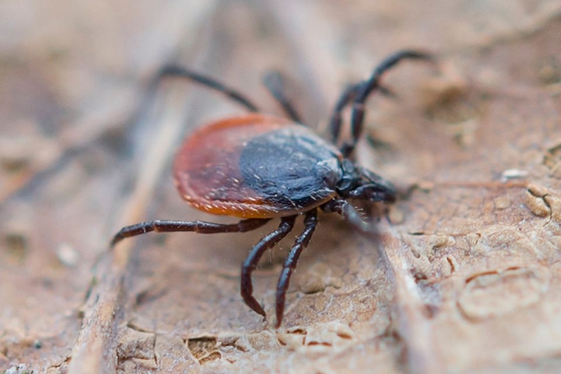 Tick - Comment reconnaître exactement quel insecte vous a mordu Клещ - Чей это укус?