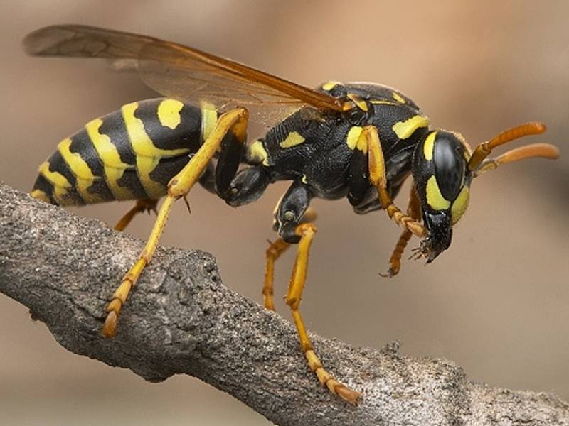 Guêpe - Comment reconnaître exactement quel insecte vous a mordu Оса - Чей это укус?