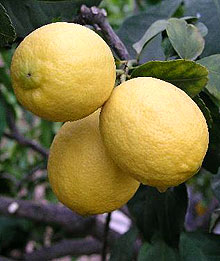 Limon Limon