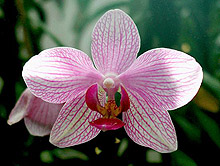 Phalaenopsis hybride Phalenopsis hybr