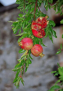 Dwarf Pomegranate Punica granatum nanum