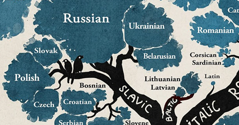 Arbre de la langue: un schéma compilé par des linguistes Дерево языков