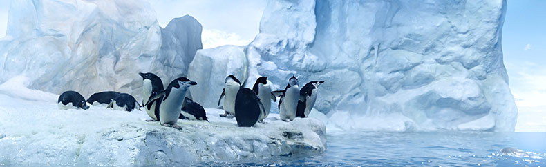 Sanctions et filtres Google superposés aux sites Пингвин (Penguin) фильтр Google