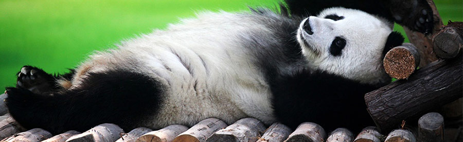 Sanctions et filtres Google superposés aux sites Панда (Panda) фильтр Google