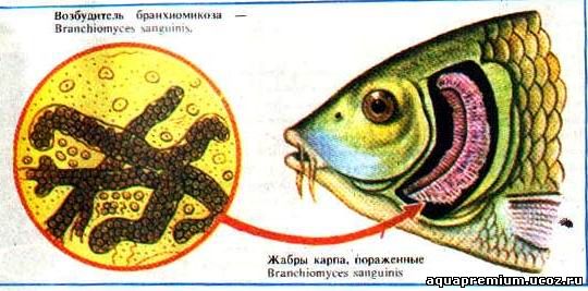 les maladies des poissons