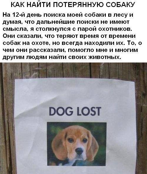 Как найти потерянную собаку?