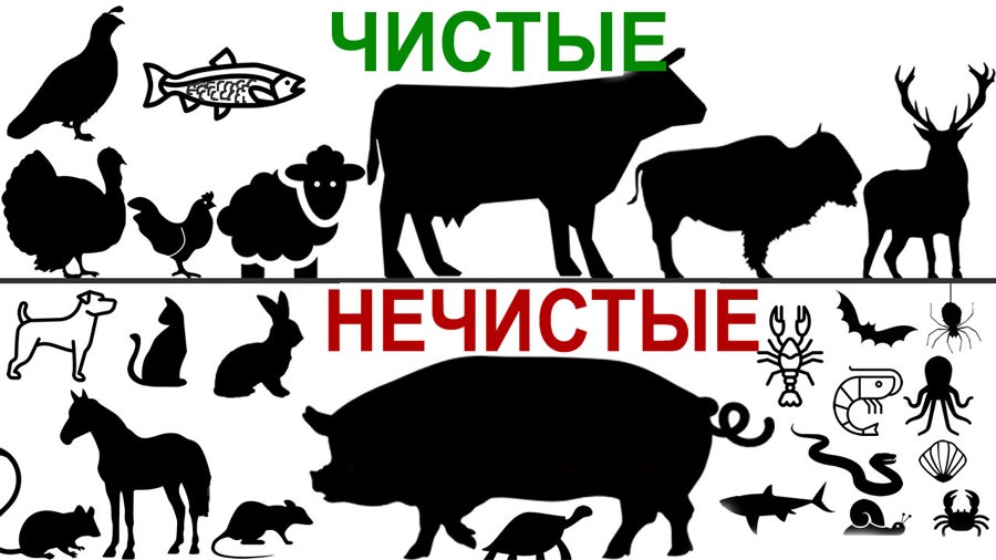 La différence entre les animaux propres et impurs Чистые и нечистые животные