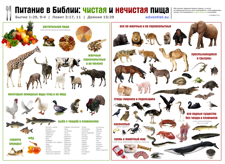 La différence entre les animaux propres et impurs Чистые и нечистые животные