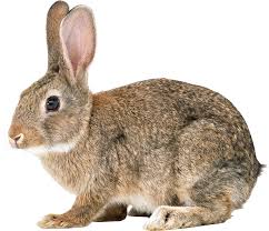 La différence entre les animaux propres et impurs Чистые и нечистые животные