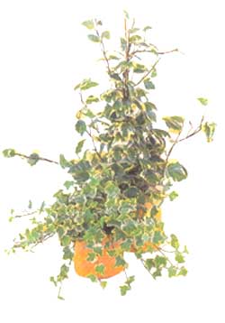 Ivy normale - Hedera helix