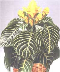 Aphelandra - Aphelandra