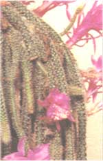 Aporokaktus - Aporocactus