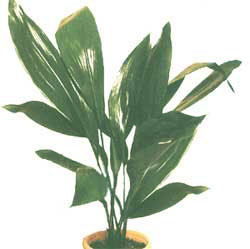 Aspidistra (plante fonte) - Aspidistra