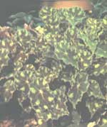 Begonia tigre