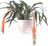 Billbergia tombantes nutans Billbergia