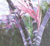 Billbergia grande magnifica Billbergia