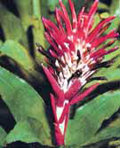 Billbergia pyramidal Billbergia pyramidalis