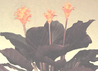 Saffron Calathea - Calathea crocata