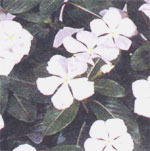 Catharanthus - Catharanthus