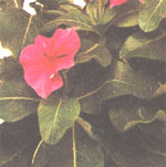 Catharanthus rose ou pervenche rose Catharanthus roseus
