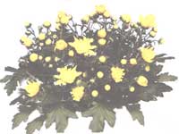 Chrysanthemum - Chrysanthemum