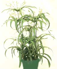 Tsiperus (souchet) - Cyperus