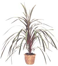 australis Cordyline ou australiens - australis Cordylinu