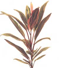 Kordilina apical - Cordylinu terminalis