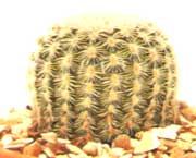 Cereus peigne - Echinocereus pectinatus