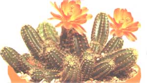 Cereus Salm-Dick - Echinocereus salm-dyckianus