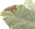 Le flou causé par la défaite de la (tache des feuilles) de champignon Phylosticta